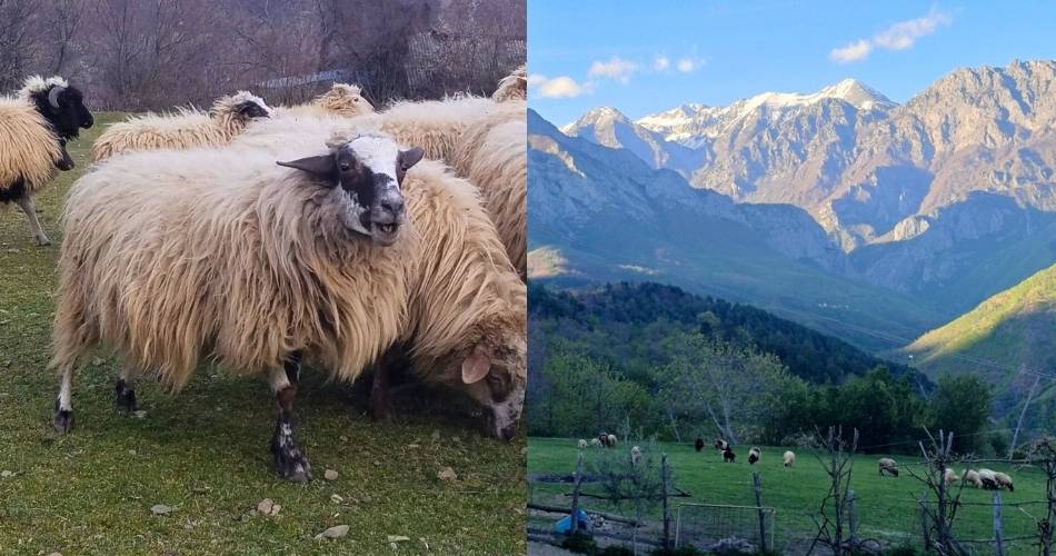 Farm stay in Albania - Agritourism